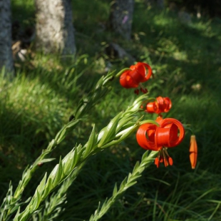 Lilium chalcedonicum